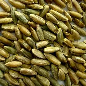 Organic Rye Grain 1KG