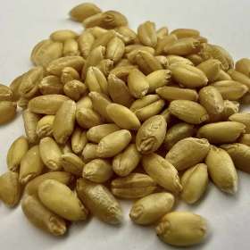 Organic Wheat Grain 1KG