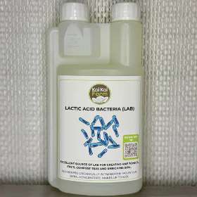 Lactic Acid Bacteria (LAB) Serum