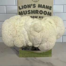 Lion's Mane 'Pom Pom' Organic Mushroom Kit