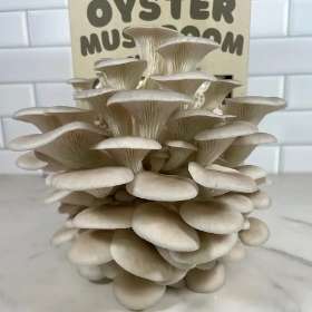 Pearl Oyster Mushroom Kit