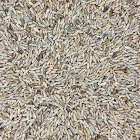 Organic Rye Berries for Mushroom Grain Spawn — Bulk Pricing Available