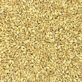 Organic Wheat Grain for Mushroom Substrate — Bulk Pricing Available