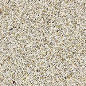 Unhulled Millet Grain for Mushroom Spawn — Bulk Pricing Available