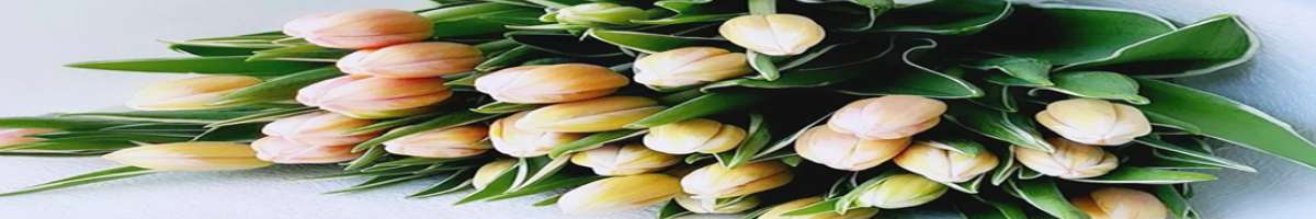 Blossom By Daisy Banner