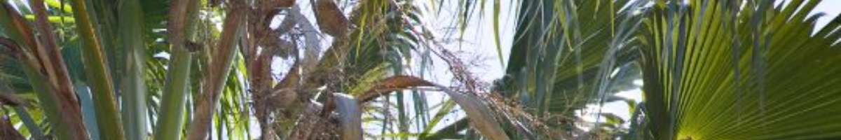 Melbourne Tree Removal Experts Banner