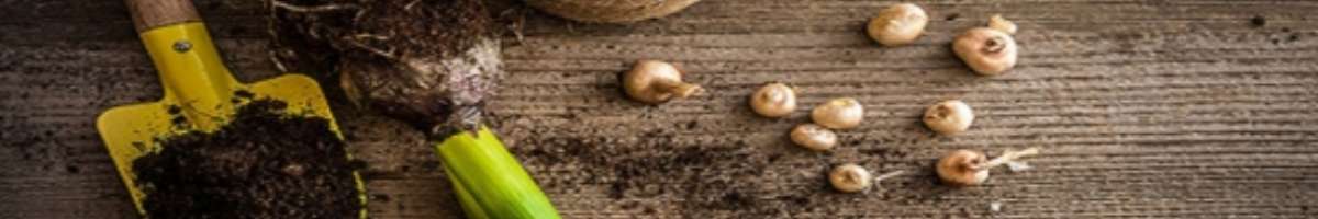 Leaf of Faith SA Banner