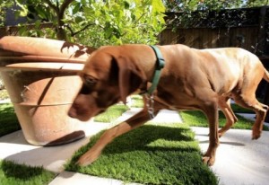 Why You Should Use Pet-Friendly Pavers