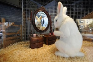 Qualities of a Good Pet Store