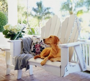 Find the Best Pet Groomer Now — Without the Hassle