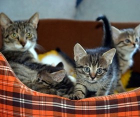 5 Clues To Tell A Bad Pet Shop From The Good Pet Shop