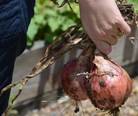 Tips on Choosing and Preparing Organic Vegetables