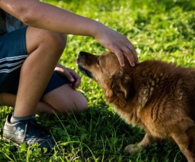Prepping Your Dog for Pet Boarding