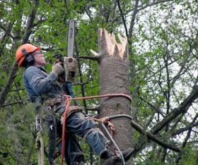 What Does An Arborist Do