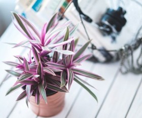 Home and Garden: Designing with Indoor Plants