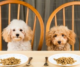 Choosing the Best Food for Your Dog