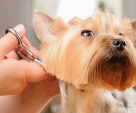 A Handy Schedule for Dog Grooming