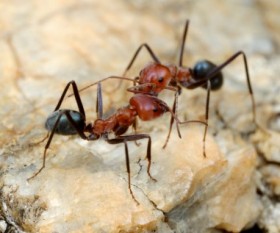 Terminating Termites