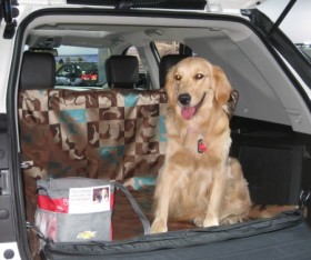 Pet Care Tips While Travelling