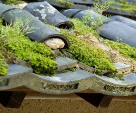 How to Remove Moss and Lichens on the Roof