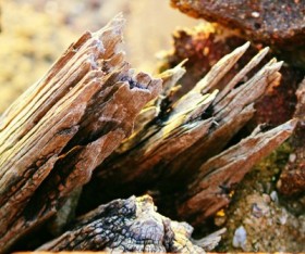 Rot in Timber: Causes, Testing, and Treatment