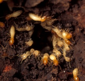 Everything You Need to Know about Termites