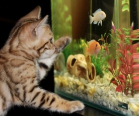 Better Pets: Combating Arthritis