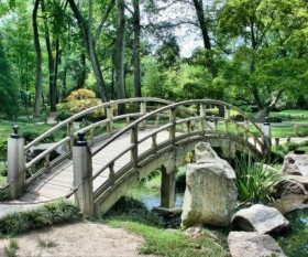 An Instant Tree in Your Garden