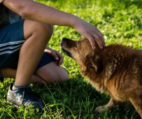 Dogs: A loyal subject