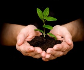 When is the Best Time to Plant a Tree?