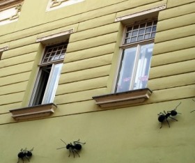 Open For Pest Inspection