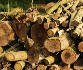 Things That Destroys Timber