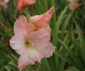 How to Improve Your Garden with Gladdies