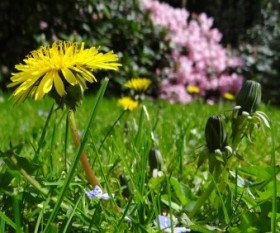 Climate to Consider When Designing Your Garden