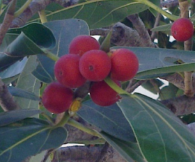 What You Need to Know About Growing Figs