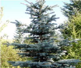 How to Grow the Norway Spruce into a Christmas Tree