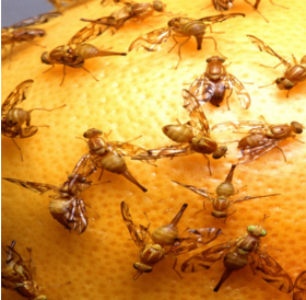 Pest Control: How to Rid Your Crop of Fruit Flies