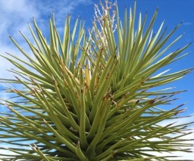 Architectural Plants: What They Are and Why Choose Them