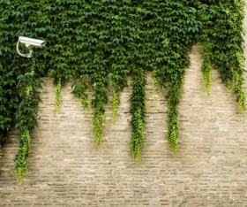 Tips for Growing Garden Trends