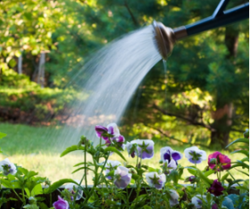 Tips to Conserve Water in Your Garden