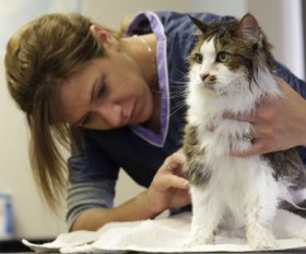 What are the Most In-Demand Pet Grooming Services?