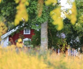 Frugal Backyard Gardening