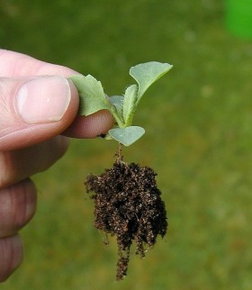 When and How to Do Transplanting in Your Garden