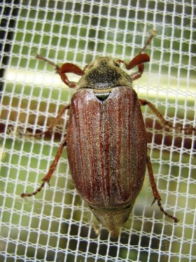 All-Out Pest Control: From Bedbugs to Wasps