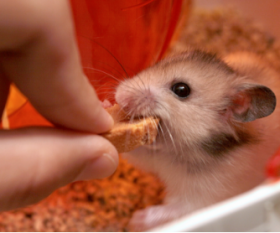 How to Properly Feed Small Pets