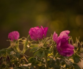 Rose Gardening: From Cultivating to Pruning