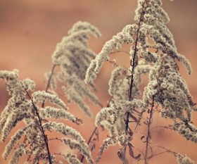 Weed Control: Ways to Deal With Weeds Successfully