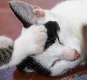 Caring for Cats All the Time