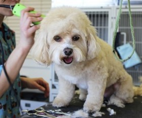 Dog Grooming Clippers: Advantages, Disadvantages and Alternatives