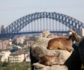 Taronga Zoo – A Must Visit Place in Sydney